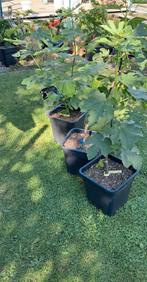 vijgenboom ficus carica Longue d'aout  5 stuks, Ophalen, Vijgenboom