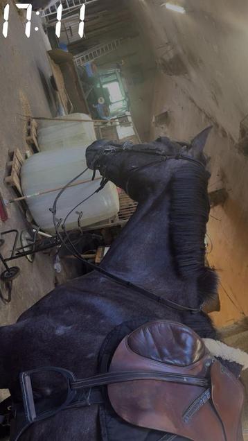 Lieve springruin te koop beschikbaar voor biedingen