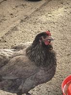 Legkippen, Dieren en Toebehoren, Vrouwelijk, Kip