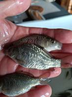 De mooiste karpertjes die er zijn Valkenswaard Hongaarse, Dieren en Toebehoren, Vissen | Vijvervissen