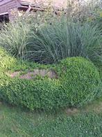 Siergras, Tuin en Terras, Planten | Tuinplanten, Ophalen