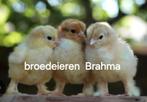 Brahma kippen broedeieren