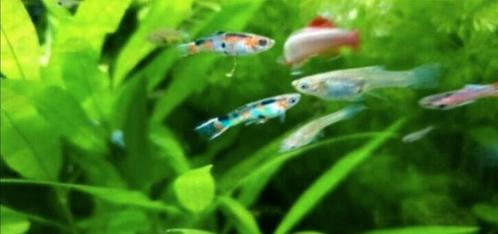 Mooie volwassen Endlers visjes, Animaux & Accessoires, Poissons | Poissons d'aquarium, Poisson d'eau douce, Poisson, Banc de poissons