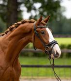 Super knappe (RX GGK) dressuur ruin., Dieren en Toebehoren, Gechipt, Ruin, Dressuurpaard, 3 tot 6 jaar