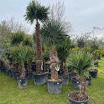 Palmbomen trachycarpus fortunei!, Tuin en Terras, Ophalen