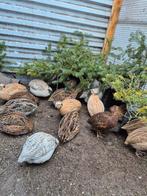 Mix japanse kwartel broedeieren te koop, Dieren en Toebehoren, Pluimvee, Meerdere dieren, Overige soorten