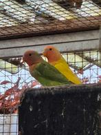 Verschillende agaporniden dwergpapegaaien van 2025