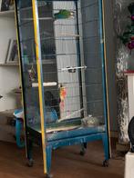 mooi koppel pyrhuras met volière, Dieren en Toebehoren