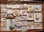 Verzameling fossiele schelpen uit Florida, Verzamelen, Mineralen en Fossielen, Ophalen of Verzenden, Schelp(en)