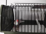 oiseau mandarin mâle, Dieren en Toebehoren, Mannelijk