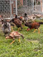 “Shamo kuikens van 2 maanden  oud in verschillende kleuren, Dieren en Toebehoren, Pluimvee