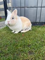 Konijn te koop, Dieren en Toebehoren, Konijnen, Mannelijk, Middelgroot, 0 tot 2 jaar