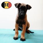 Alerte en loyale Mechelse Herder pups, Dieren en Toebehoren, België, Handelaar, CDV (hondenziekte), 8 tot 15 weken
