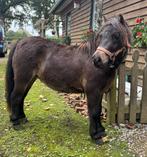 Shetlander merrie, Dieren en Toebehoren, Pony's, Merrie