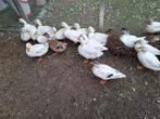 kwakers, Dieren en Toebehoren, Pluimvee