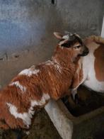 Kameroenschapen, Dieren en Toebehoren, Schapen, Geiten en Varkens, Meerdere dieren, Schaap, 0 tot 2 jaar
