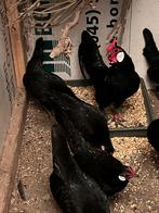 Java krielen, Dieren en Toebehoren