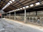 Volledige stalinrichting (512 m2) voor runderen!!, Dieren en Toebehoren, Runderen, Meerdere dieren