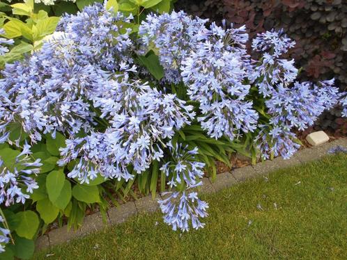 agapanthus, eendagslelie, Tuin en Terras, Planten | Tuinplanten, Ophalen of Verzenden