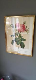 Redouté rozen print, Ophalen, Print