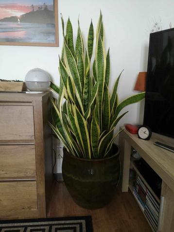Sanseveria vrouwentongen in prachtige groene pot plus binnen beschikbaar voor biedingen
