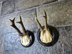 2 x Antiek Ree Gewei op zwart houten schild samen € 20, Ophalen of Verzenden, Gebruikt, Hert, Gewei of Kop