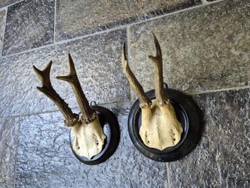 2 x Antiek Ree Gewei op zwart houten schild samen € 20 beschikbaar voor biedingen