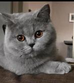 Britse korthaar herplaatsen, Dieren en Toebehoren, Meerdere dieren, Gechipt, 6 jaar of ouder