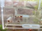 Rode wijn Taiwan bee caradina garnalen, Ophalen of Verzenden