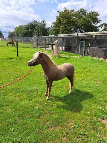 Mooi 3-jarig Amerikaans amha miniatuurpaardje, hengstje, Dieren en Toebehoren, Pony's, Hengst, Gechipt