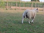 schapen ram, Dieren en Toebehoren