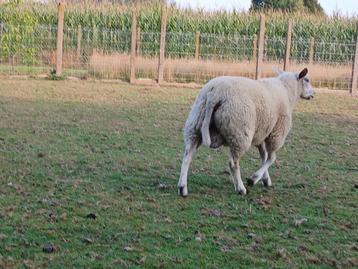 schapen ram