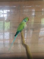 Turquoise opaline halsbandparkiet man