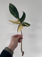 Stekje: Philodendron Florida Beauty XL, Huis en Inrichting, Kamerplanten, Groene kamerplant, Ophalen