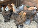 Ruime keuze sierkippen, zijdehoen cochin araucana marans leg, Dieren en Toebehoren, Pluimvee