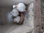 Jonge witte reisduiven., Dieren en Toebehoren, Geslacht onbekend, Postduif
