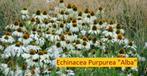 Echinacea purpurea "Alba", de witte zonnehoed., Plein soleil, Enlèvement, Été, Plante fixe