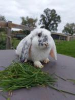 Frans hangoor rammetje, Dieren en Toebehoren, Konijnen