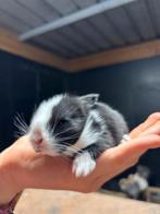 Super lieve Nederlandse dwerg hangoortjes
