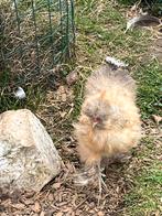 Zijdehoender hanen, Dieren en Toebehoren