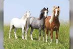 Gezocht welsh Pony/Pony's, Dieren en Toebehoren, Paarden, Onbeleerd, 3 tot 6 jaar