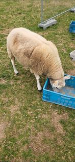 2 fokooien voor 350 samen ( zie beschrijving), Dieren en Toebehoren
