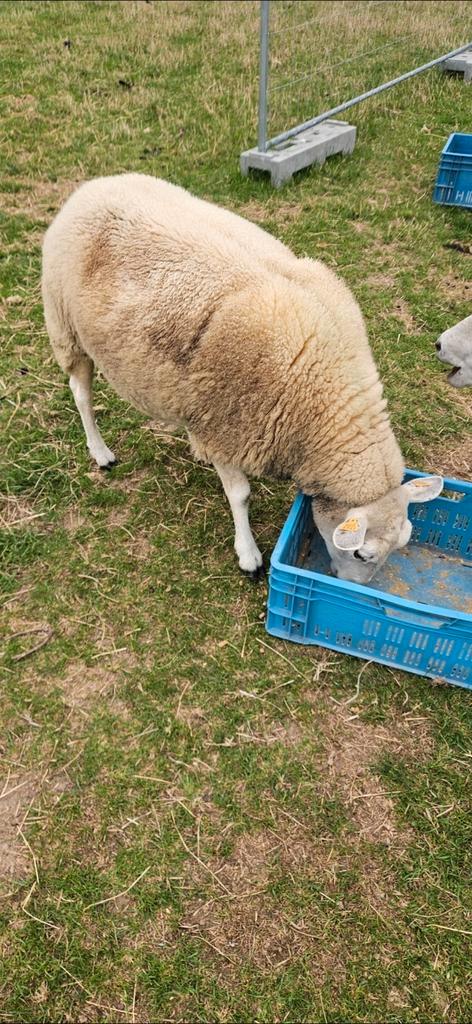 2 fokooien voor 350 samen ( zie beschrijving), Dieren en Toebehoren, Schapen, Geiten en Varkens