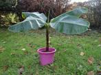 Bananenboom, Overige soorten, Minder dan 100 cm, Ophalen of Verzenden, Halfschaduw