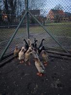 Indische loopeend, Dieren en Toebehoren, Pluimvee