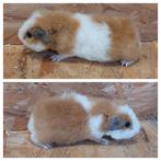 Us teddy cavia's. Cavia, Dieren en Toebehoren, Knaagdieren, Juli, Cavia