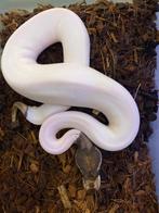 Mojave leopard pied 100% het clown ball python, Slang, Tam, 0 tot 2 jaar
