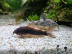 Corydoras aeneus, Dieren en Toebehoren, Vissen | Aquariumvissen, Vis, Zoetwatervis