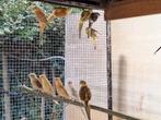 Roodruggen, Dieren en Toebehoren, Meerdere dieren, Parkiet, Geringd