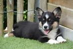 Prachtige Welsh corgi cardigan pups, Dieren en Toebehoren, België, Overige rassen, CDV (hondenziekte), 8 tot 15 weken